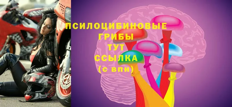 OMG ссылка  Биробиджан  Галлюциногенные грибы Psilocybine cubensis 